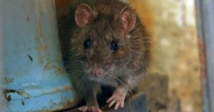 Implementing Eco-Friendly Rat Control in Flower Mound