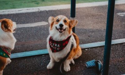 Custom Dog Bandanas