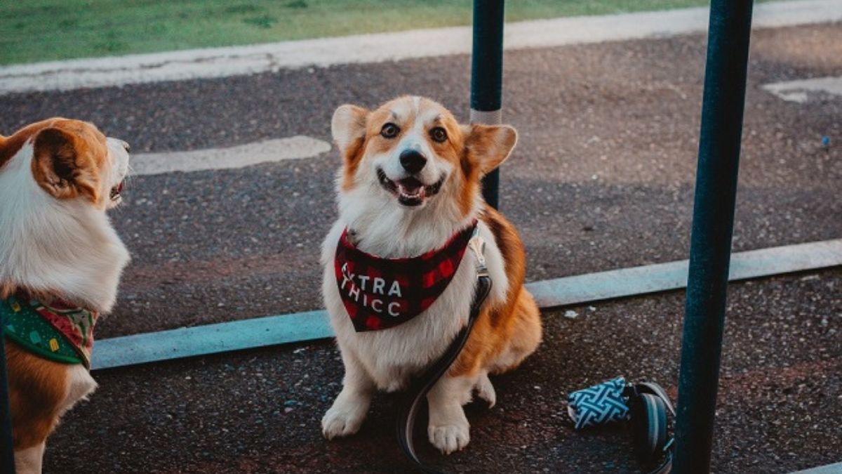 Custom Dog Bandanas