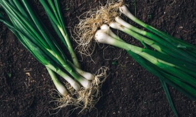 scallions