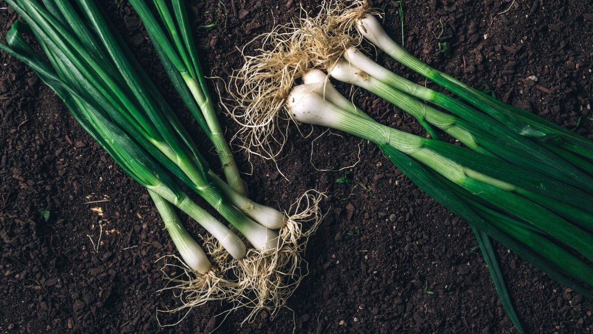 scallions