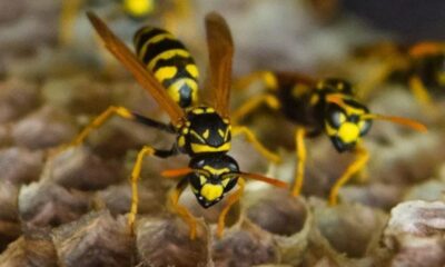 yellow jacket nest