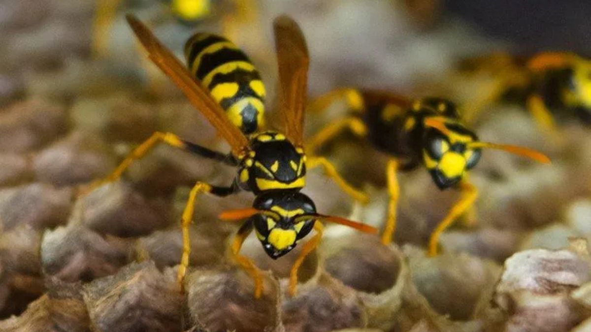 yellow jacket nest