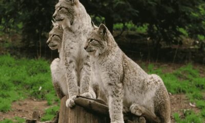 crossbreed of two zoo cats