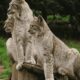 crossbreed of two zoo cats