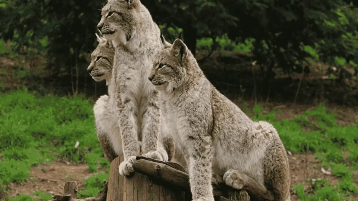 crossbreed of two zoo cats