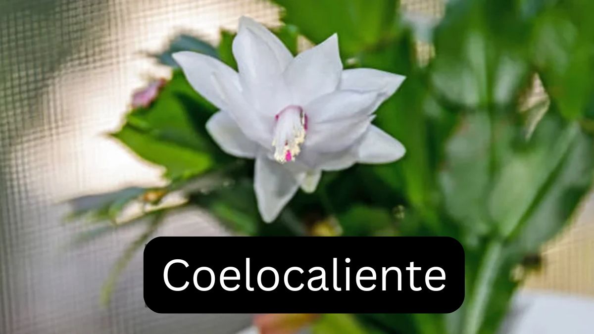 Coelocaliente