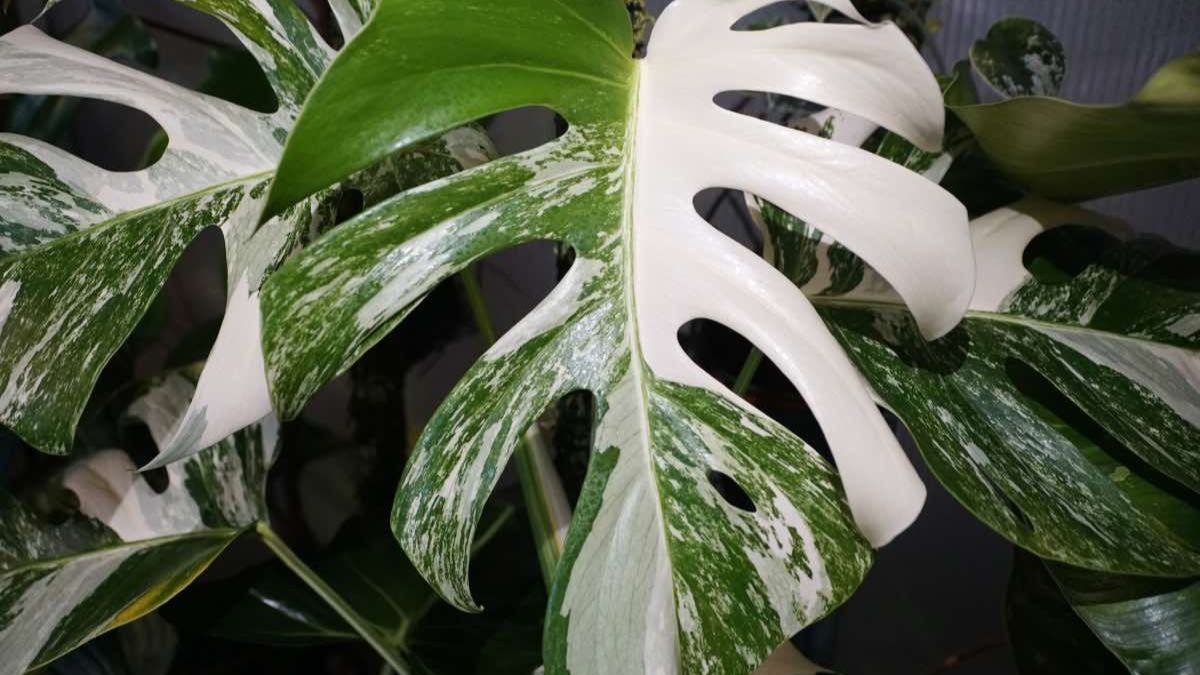 Monstera Albo