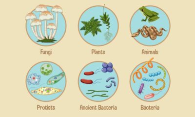 Probiotics