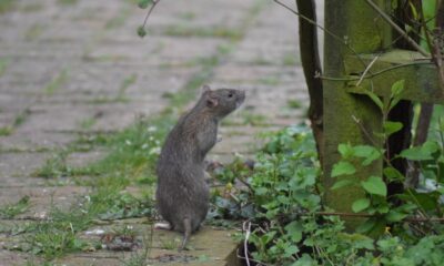 Rodents