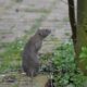 Rodents