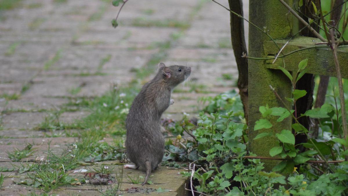 Rodents