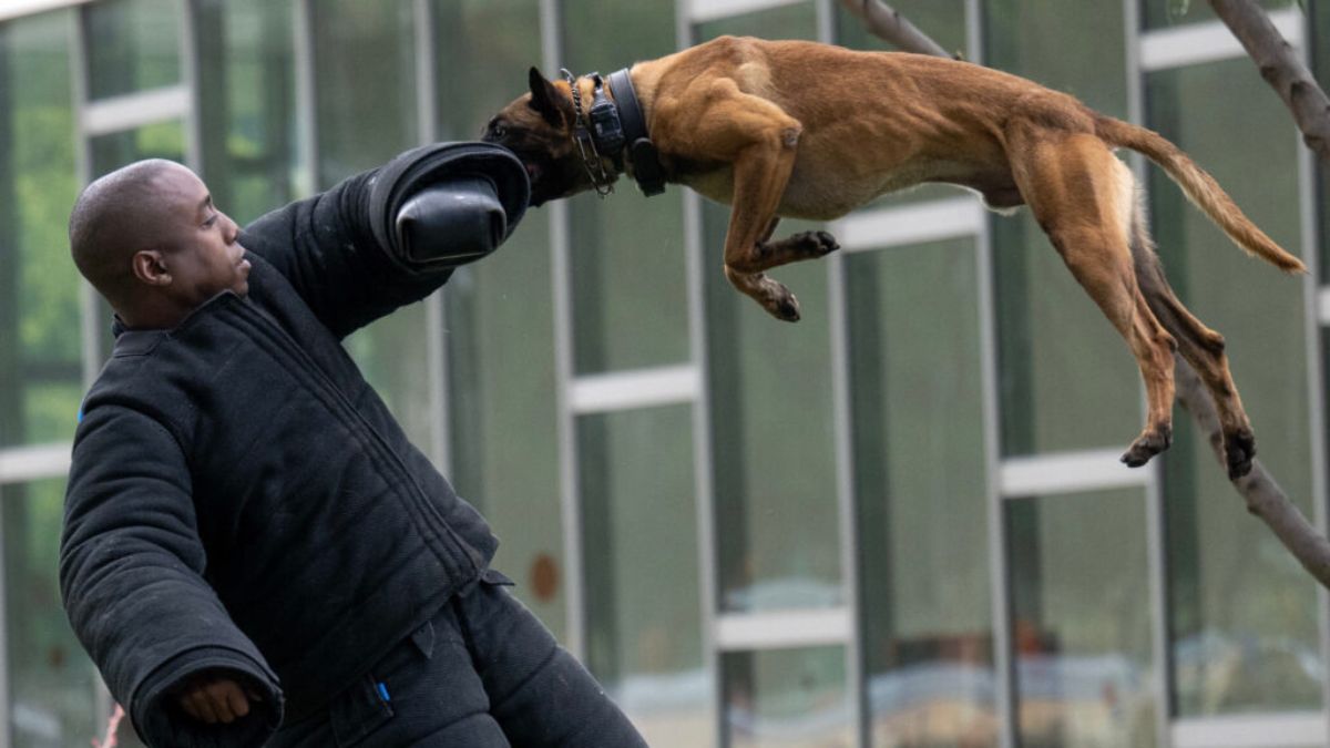 Dog