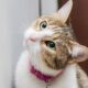 Pheromone Collar