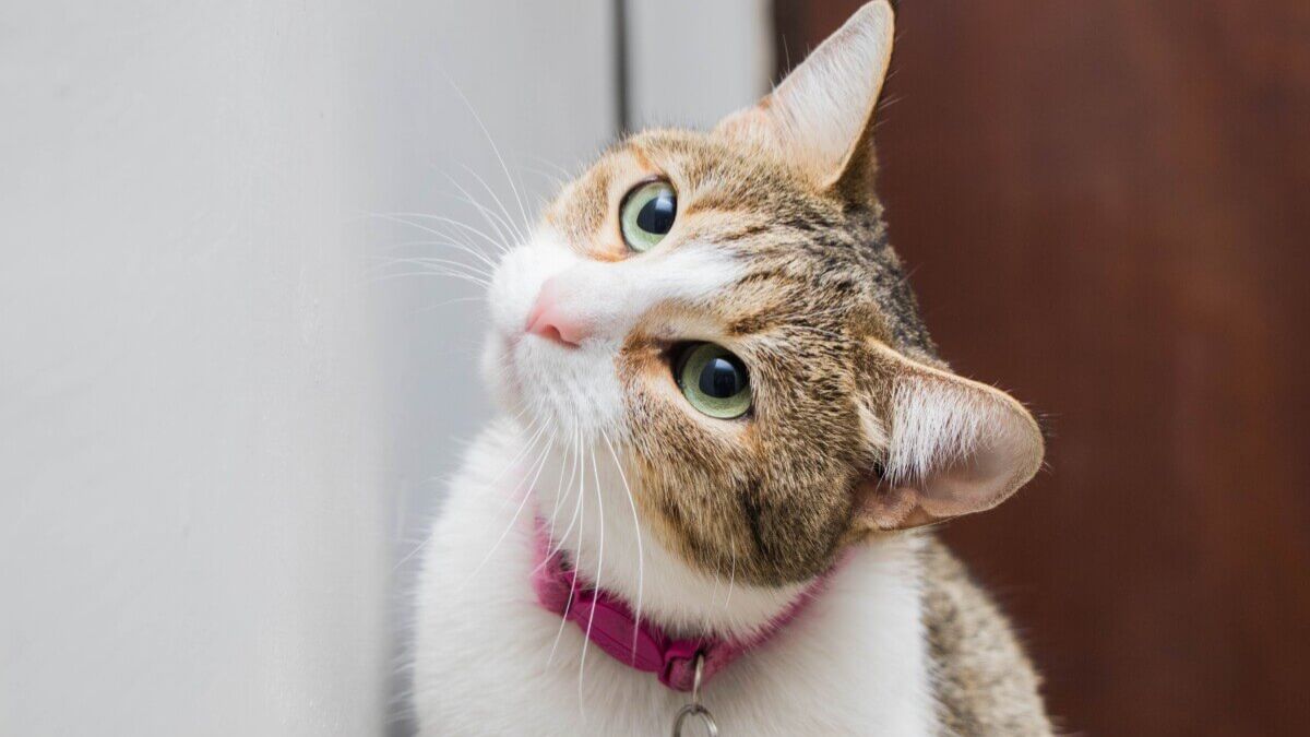 Pheromone Collar