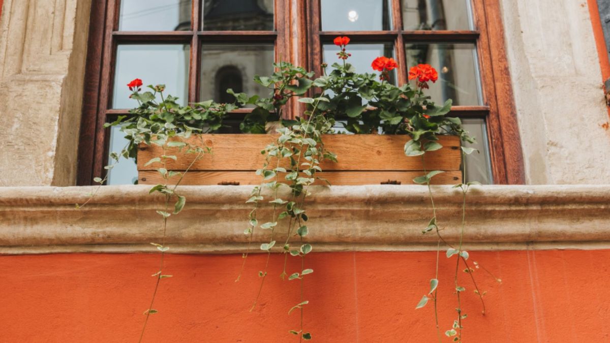 Self-Watering Window Box Planters