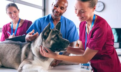 Veterinary Hospital