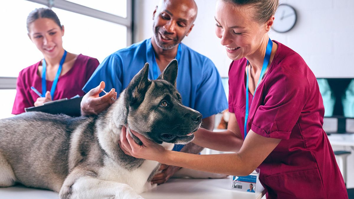 Veterinary Hospital