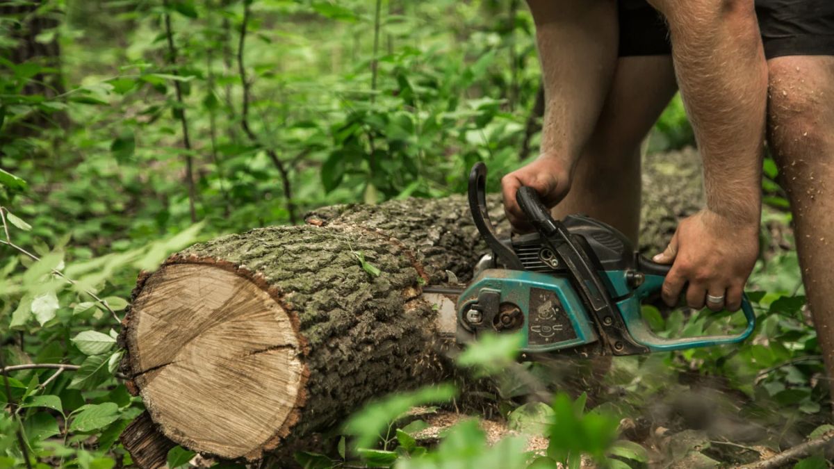 Arboriculture Services