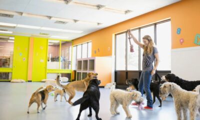 Dog Daycare