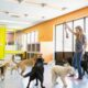 Dog Daycare
