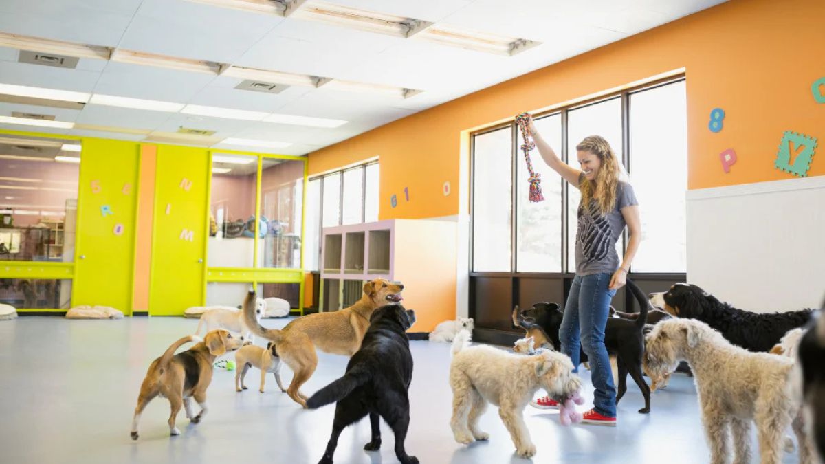 Dog Daycare