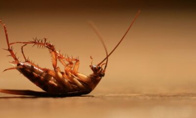 Pest Control