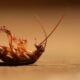 Pest Control