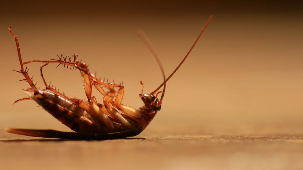 Pest Control