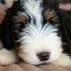 Bernedoodle