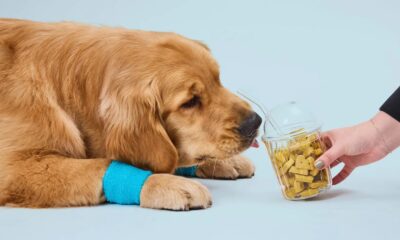 CBD Dog Treats