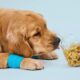 CBD Dog Treats