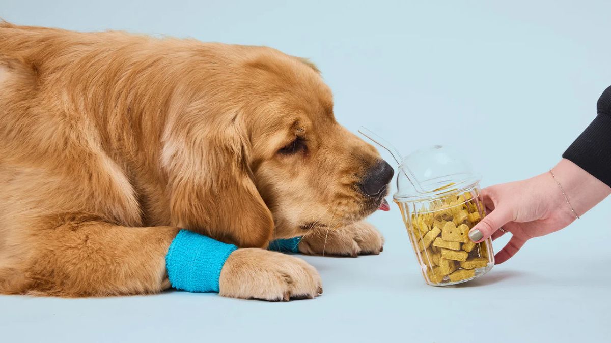 CBD Dog Treats
