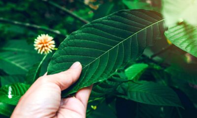 Maeng Da Kratom