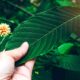 Maeng Da Kratom