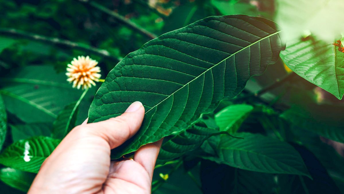 Maeng Da Kratom
