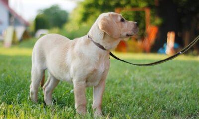 Puppy