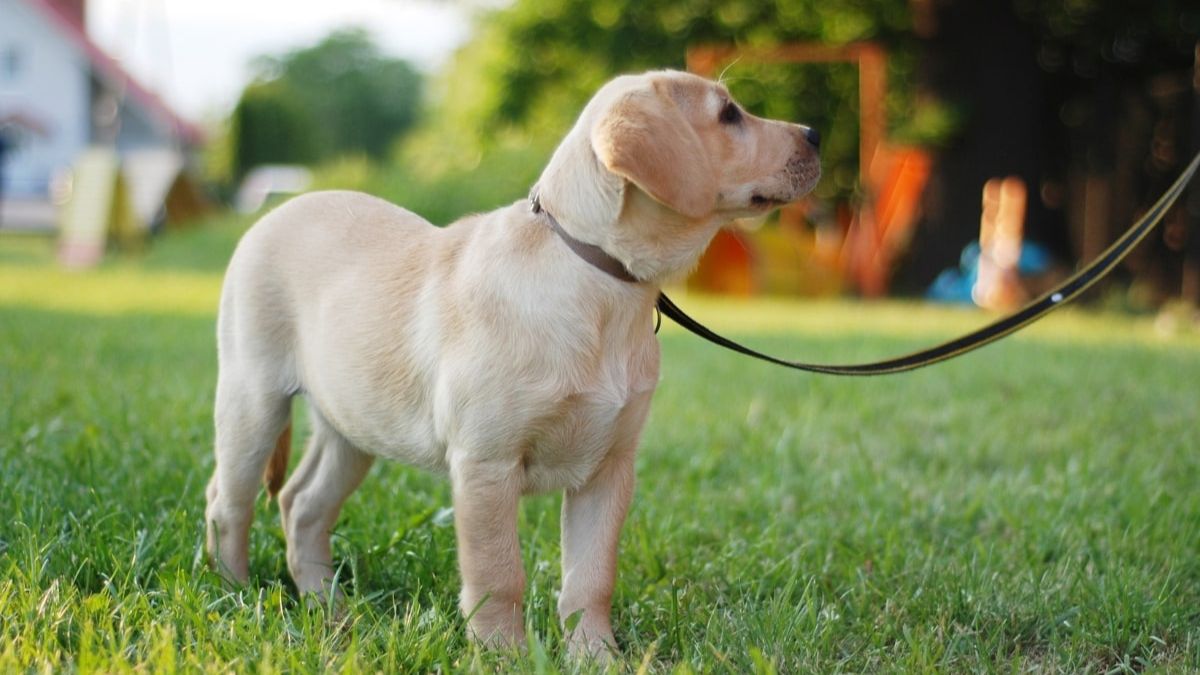 Puppy