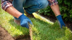 The Future of Synthetic Grass
