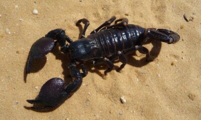 t scorpion