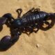 t scorpion