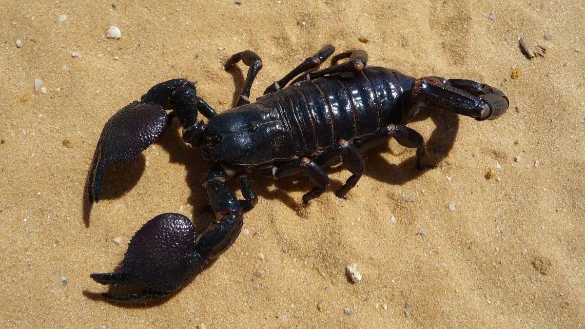 t scorpion